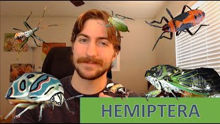 Hemiptera The True Bugs  Order Spotlight [upl. by Schaffer851]