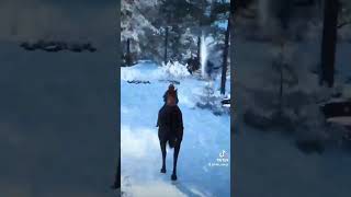 OSTWIND im SCHNEE ostwind horsegame zaaap shorts [upl. by Ressan682]