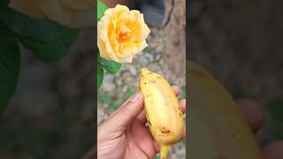 Best natural banana rooting hormone for rose from cutting [upl. by Sitoiganap689]