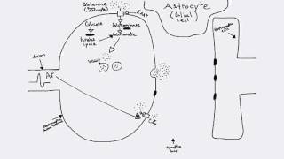 Glutamatergic Synapse [upl. by Janeta977]