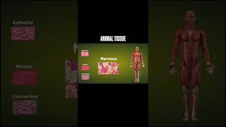 Types of animal tissue and their presence in the body [upl. by Hadsall687]