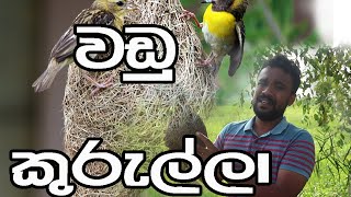 වඩු කුරුල්ලා  Weavers srilankan birds creative [upl. by Nohtan788]