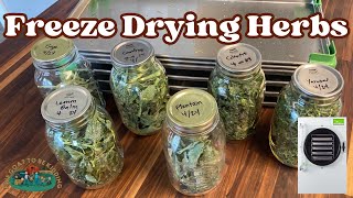 Freeze Drying Herbs Harvest Right Freeze Dryer [upl. by Lewison]