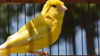 canary singing video  the best canary training song 40 minutes [upl. by Uziel]