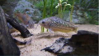 Peces nativos argentinos en mi acuario 2 [upl. by Asyle]