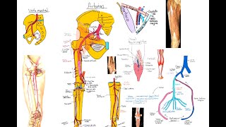 Anatomía Miembro inferior Arterias y venas [upl. by Kaela]