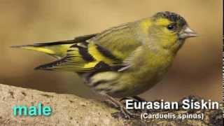 Siskin  Eurasian Siskin Bird Call and Pictures for Teaching BIRDSONG [upl. by Brande844]