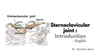 Sternoclavicular joint  Introduction  English [upl. by Ilanos]