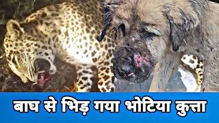 Leopard dog fight बाघ से भिड़ गया भोटिया कुत्ता Uttarakhand Wale [upl. by Nauqet]