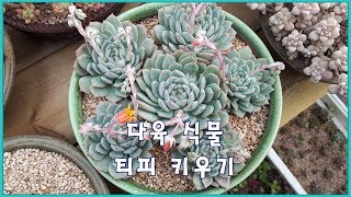 다육 식물 티피 키우기 Echeveria Tippy [upl. by Anytsirk134]