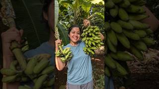 Mini Vlog 113 kokan banana homegrown fruits swanandisardesai [upl. by Leahcimdivad308]