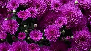 How to Grow Chrysanthemum  Care Pinching amp Propagate Chrysanthemum [upl. by Roydd]