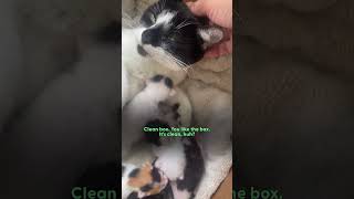 Stray Cat Gives Birth In Womans Jeep  The Dodo [upl. by Adnalue]