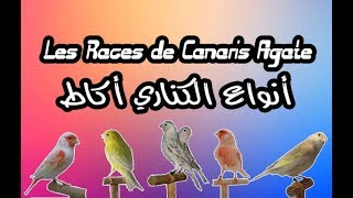 أنواع الكناري أكاط  Les Races de Canaris Agate [upl. by Adyam]