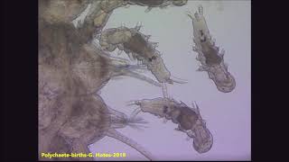 Polychaete Births amp Larvae  Dr G Hotos Lab Greece [upl. by Cissiee711]