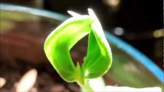 Growing Honeydew Melon from Seeds Days 1719 [upl. by Pearl564]