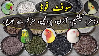 New Soft Food For Cockatiel Albino Ring Neck Lutino amp Budgies  UrduHindi  Lodhi Birds [upl. by Leblanc]