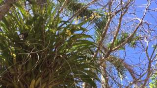 QUICK CLIP HUGE ONCIDIUM SPHACELATUM ORCHID GROWING IN NATURE [upl. by Colman850]