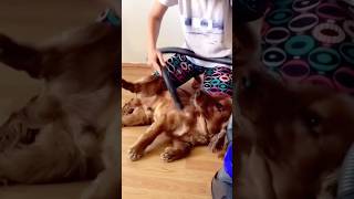 Dog likes the vacuum adorable funny viralvideo comedyshortvideo [upl. by Yeffej]