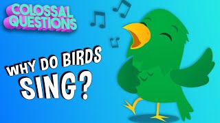 Why Do Birds Sing In The Morning  COLOSSAL QUESTIONS [upl. by Liebowitz]