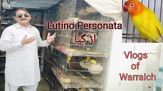 lutino lovebirds lutino Personata bird Vlogs of WarraichShehr Main Dihat [upl. by Nohj]