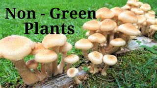 non green plantsnon green plants examples parasitic plants kya hote hainmushroom plant toadstool [upl. by Avivah972]