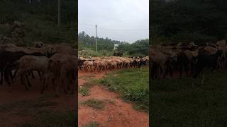 🐑🦙semmari aaduvillagelife shortvideos song 🦙 [upl. by Krisha327]