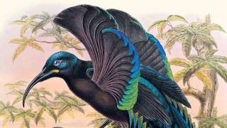 David Attenborough on Sharpes Birds of Paradise  The Folio Society [upl. by Whitnell431]