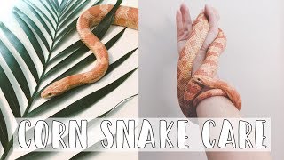 Corn Snakes 101 The Basic Corn Snake Care Guide 2019 [upl. by Eugilegna]