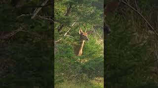 Anticosti Island Deer Hunt [upl. by Anilam]