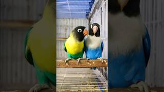 parblueopline personata reels macaw love birds shorts viralvideo youtubeshorts cute pair [upl. by Vivian663]