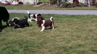 Newfoundland Puppies for Sale [upl. by Mareah]