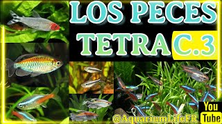 3 Los Peces TETRA  Capítulo 3  PSALIDODON  APHYOCHARAX  ERYTHROZONUS [upl. by Aimat]