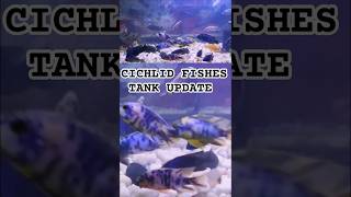 CICHLID FISHES TANK UPDATEcichlidaquariumcichlidfishaquariumfishpetfishaquaticcreaturespet [upl. by Anikahs]