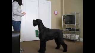 Giant Schnauzer Tricks [upl. by Nnyleitak]