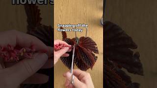 Begonia care tips ✂️☝️ begonia plants tips tipsandtricks plantcare viralshorts subscribe [upl. by Chas]