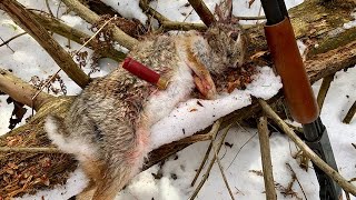 Rabbit Hunting Tips for Beginners [upl. by Deys]