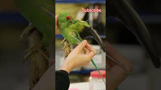 Ringnet parrot 🦜 death art  birds parrot death art sadvideo shorts [upl. by Salot]