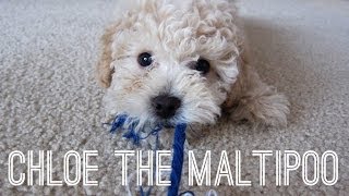 MEET CHLOE THE MALTIPOO PUPPY  TOO CUTE [upl. by Mccoy]