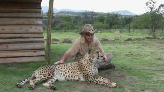 Robert Eklund records the purring cheetah Caine at the Dell Cheetah Centre Parys South Africa [upl. by Stelle133]