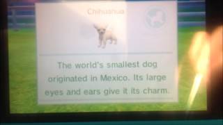 Nintendogs in England Day 1  Part 1 [upl. by Enidanreb]