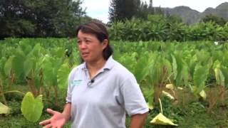 Jari Sugano talks about the UH CTAHR Taro Germplasm Collec [upl. by Aisatana]