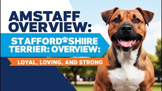 American Staffordshire Terrier All You Need to Know [upl. by Esbenshade133]