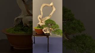 Bonsai trees at a show spain bonsai tree bonsaitree [upl. by Publius233]