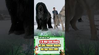 3 Bí Mật Kinh Khủng Về Chó Tibetan Mastiff Mà Bạn Chưa Biếtpets thucung thegioidongvat shorts [upl. by Thayer]