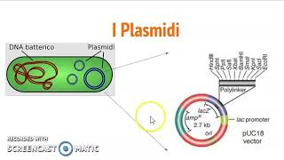 Plasmidi per il DNA ricombinante [upl. by Hambley]