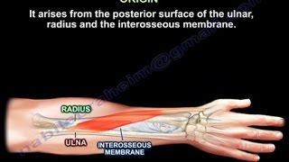 Abductor Pollicis Longus  Everything You Need To Know  Dr Nabil Ebraheim [upl. by Ala]