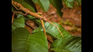 Bicho pau 🦗 Phasmatodea [upl. by Enyrhtac]