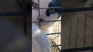 cat at spca asking to be adopted [upl. by Ahsirek823]