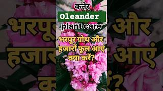 Secreat Oleander plant Care amp Not Flowering garden trending viral shorts flowers oleander [upl. by Aduh]